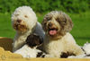 Lagotto Romagnolo Foto: Lagotti aus dem Zwinger Comes Cordis (ID 34734) Lagotto Romagnolo Hund