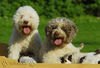 Lagotto Romagnolo Foto: Lagotti aus dem Zwinger Comes Cordis (ID 34735) Lagotto Romagnolo Hund
