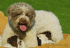 Lagotto Romagnolo Foto: Lagotti aus dem Zwinger Comes Cordis (ID 34737) Lagotto Romagnolo Hund