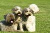 Lagotto Romagnolo Foto: Lagotti aus dem Zwinger Comes cordes (ID 34170) Lagotto Romagnolo Hund