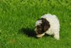 Lagotto Romagnolo Hund