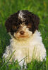 Lagotto Romagnolo Hund