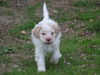 Lagotto Romagnolo Foto: Accompagnatore Lagotti (ID 28002) Lagotto Romagnolo Hund
