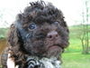Lagotto Romagnolo Foto: Accompagnatore Lagotti (ID 28004) Lagotto Romagnolo Hund