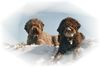 Lagotto Romagnolo Foto: Grimo und Aysha v. Richcastle (ID 24167) Lagotto Romagnolo Hund