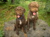 Lagotto Romagnolo Foto: Baica und Benjo (ID 24423) Lagotto Romagnolo Hund