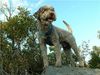 Lagotto Romagnolo Foto: Bergsteiger; Mistral (ID 34388) Lagotto Romagnolo Hund