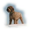 Lagotto Romagnolo Foto: Grimo v. Richcastle (ID 24168) Lagotto Romagnolo Hund