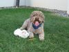 Lagotto Romagnolo Foto: Lagotto Chiaro und Meerschweinchen Gwendolin (ID 7162) Lagotto Romagnolo Hund