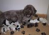 Lagotto Romagnolo Foto: Emilia mit ihren Welpen, aus der Familienzucht of Golden Comfort seit 1991, SKG/FCI Schweiz. (ID 3318) Lagotto Romagnolo Hund