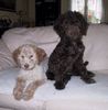 Lagotto Romagnolo Foto: Lagotto Hündinnen Cry out Shakira und Saskia von Familie Tlach-Egger aus der Schweiz. (ID 3325) Lagotto Romagnolo Hund