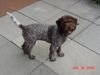 Lagotto Romagnolo Foto: Mora als Welpe (ID 24508) Lagotto Romagnolo Hund
