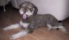 Lagotto Romagnolo Foto: Unser Zuchtrüde aus Italien Cry out Cagliostro, in der seltenen Farbe Braun-Tan. (ID 3319) Lagotto Romagnolo Hund