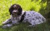 Lagotto Romagnolo Foto: Saro Emilio of Golden Comfort. Farbe: Roano-marrone (Schimmel) (ID 3321) Lagotto Romagnolo Hund