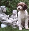 Lagotto Romagnolo Foto: Stella Emilio of Golden Comfort (ID 3323) Lagotto Romagnolo Hund
