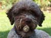 Lagotto Romagnolo Foto: Stella und Stumpe (ID 24507) Lagotto Romagnolo Hund