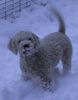 Lagotto Romagnolo Foto: Lagotto Hündin *Estella* im Schnee. (ID 3324) Lagotto Romagnolo Hund