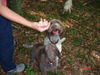 Lagotto Romagnolo Foto: Eny amici per sempre und Stella mit weissem Trüffel (ID 24929) Lagotto Romagnolo Hund