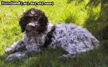 Lagotto Romagnolo Hunde Foto 3321 Lagotto Romagnolo Saro Emilio of Golden Comfort. Farbe: Roano-marrone (Schimmel)