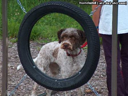 Lagotto Romagnolo Hunde Foto 24409 in höherer Auflösung ansehen Lagotto Romagnolo Stella