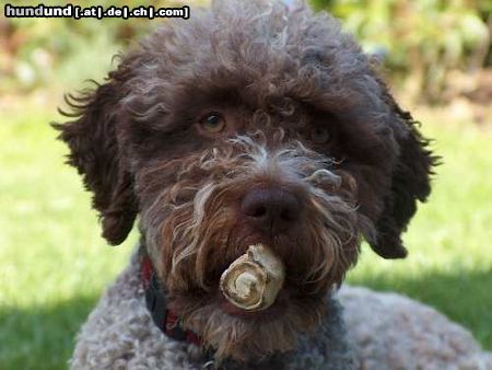 Lagotto Romagnolo Hunde Foto 24507 in höherer Auflösung ansehen Lagotto Romagnolo Stella und Stumpe