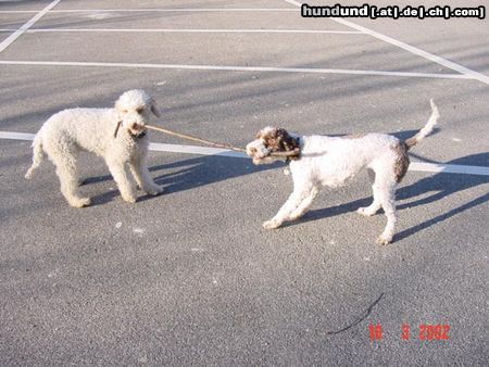 Lagotto Romagnolo Hunde Foto 19302 in höherer Auflösung ansehen Lagotto Romagnolo
