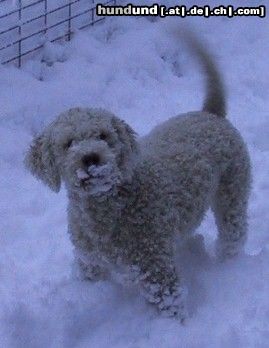 Lagotto Romagnolo Hunde Foto 3324 Lagotto Romagnolo Lagotto Hündin *Estella* im Schnee.