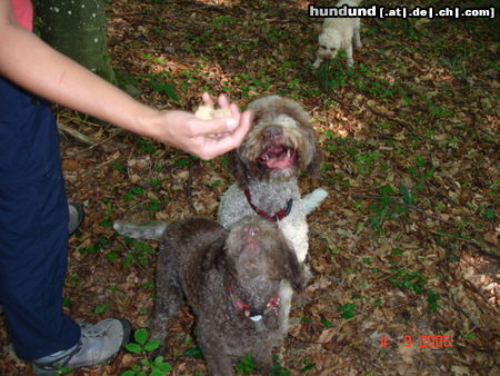 Lagotto Romagnolo Hunde Foto 24929 in höherer Auflösung ansehen Lagotto Romagnolo Eny amici per sempre und Stella mit weissem Trüffel