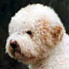 Lagotto Romagnolo