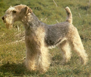 Lakeland Terrier