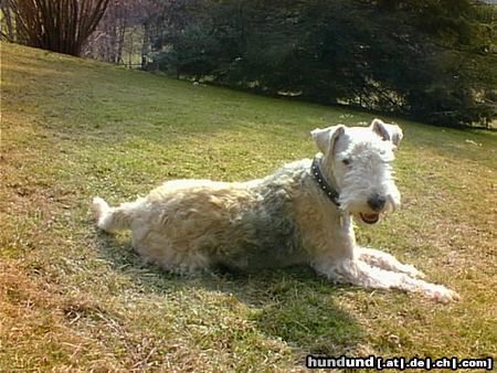 Lakeland Terrier Aaron