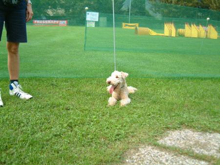 Lakeland Terrier Nancy vom Fuchshof, 10 Jahre