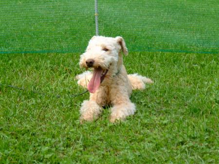 Lakeland Terrier Nancy vom Fuchshof, 10 Jahre