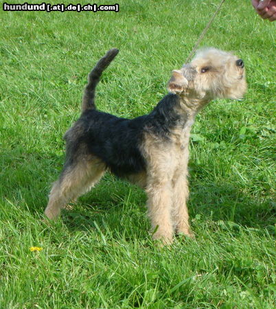 Lakeland Terrier DAX vom Fuchshof geb.6.2.2010