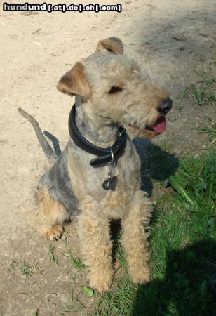 Lakeland Terrier Dax vom Fuchshof