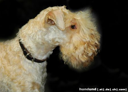 Lakeland Terrier CACIB Erfurt 2005