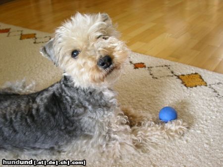 Lakeland Terrier