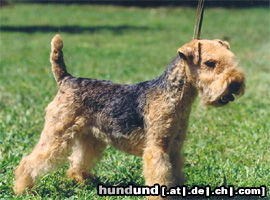 Lakeland Terrier Missouri des Diables de Crau