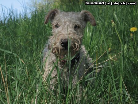 Lakeland Terrier Lilly 