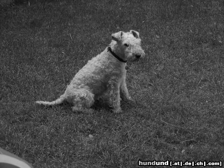 Lakeland Terrier Hunde Foto 14558 Lakeland Terrier Dieser Lakeland heißt