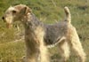 Lakeland Terrier Hund