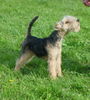 Lakeland Terrier Hund