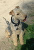 Lakeland Terrier Hund