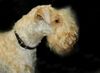 Lakeland Terrier Hund