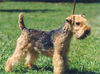 Lakeland Terrier Hund