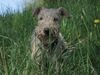 Lakeland Terrier Hund