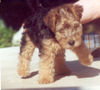 Lakeland Terrier Hund