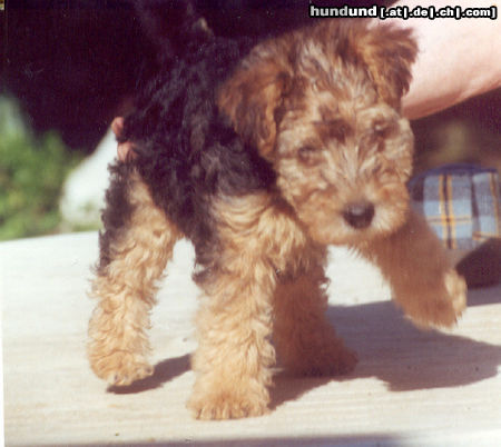 Lakeland Terrier Tilmann des Diables de Crau