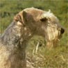 Lakeland Terrier