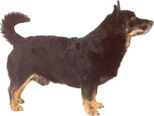 Lancashire-Heeler